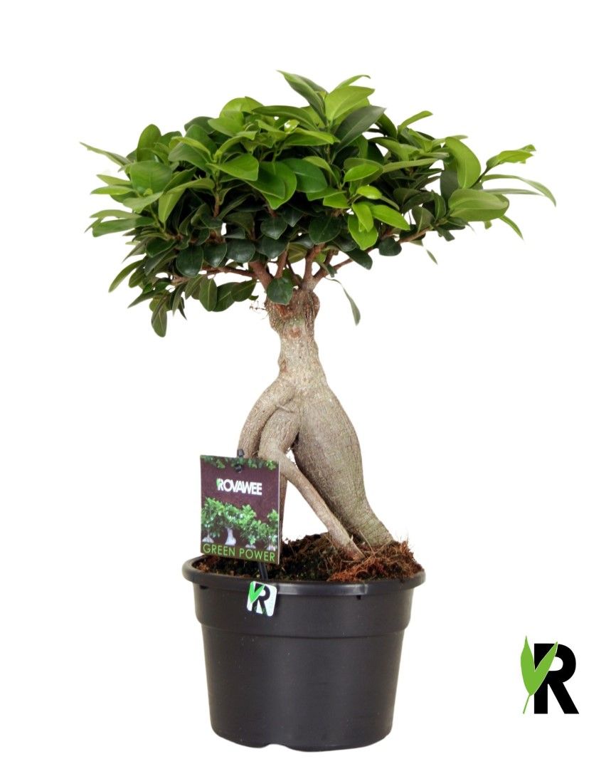 Ficus micr. Ginseng in kunststof pot, D 17
