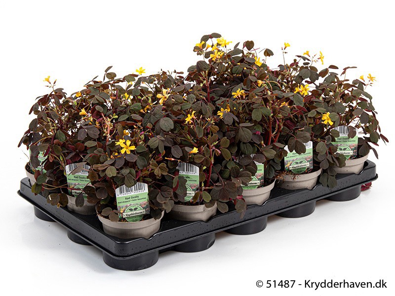 OXALIS VULCANICOLA, D 10