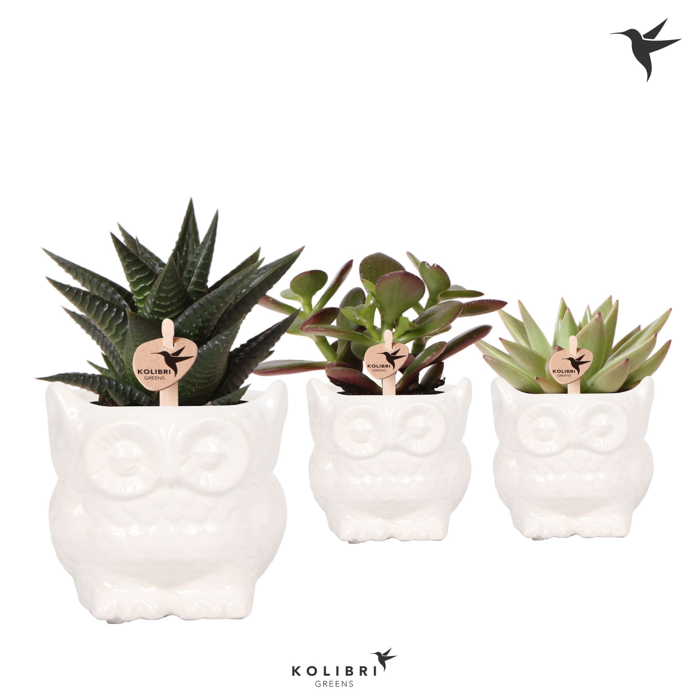 Kolibri Greens Succulenten mix in Owl pot white, D 6