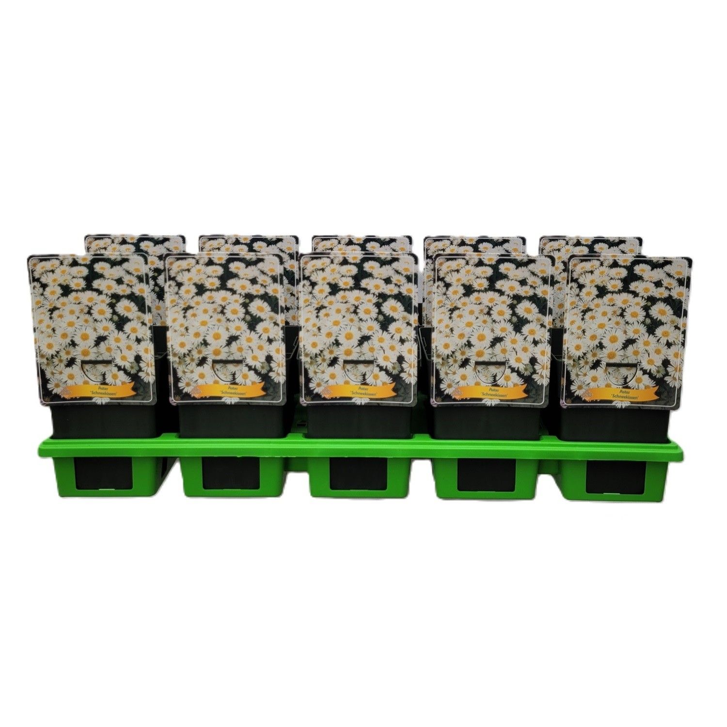 Aster Dumosus 'Schneekissen' P11, D 11