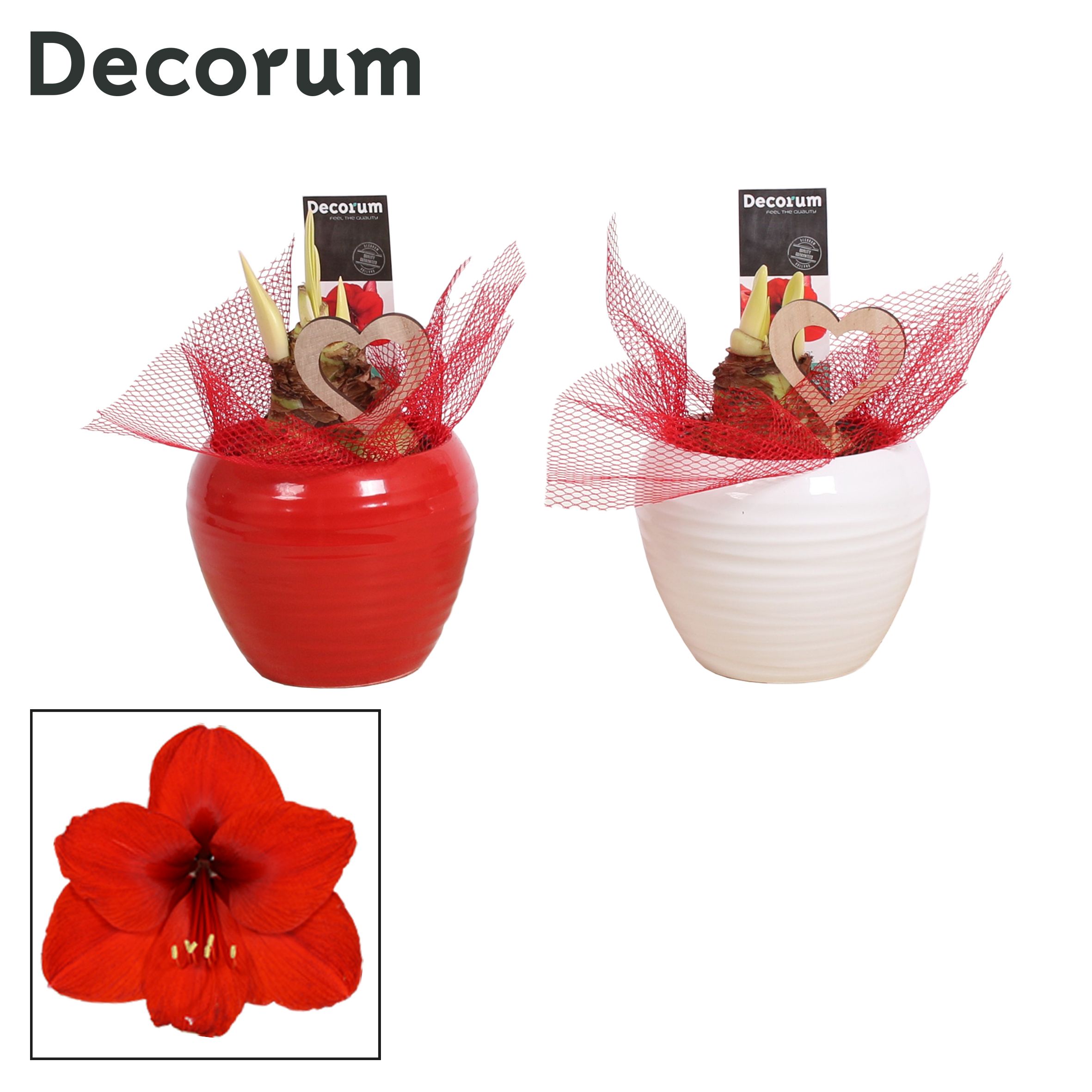 Amaryllis Rood 2 Knop in Ompot Melanie LOVE (Decorum), D 12