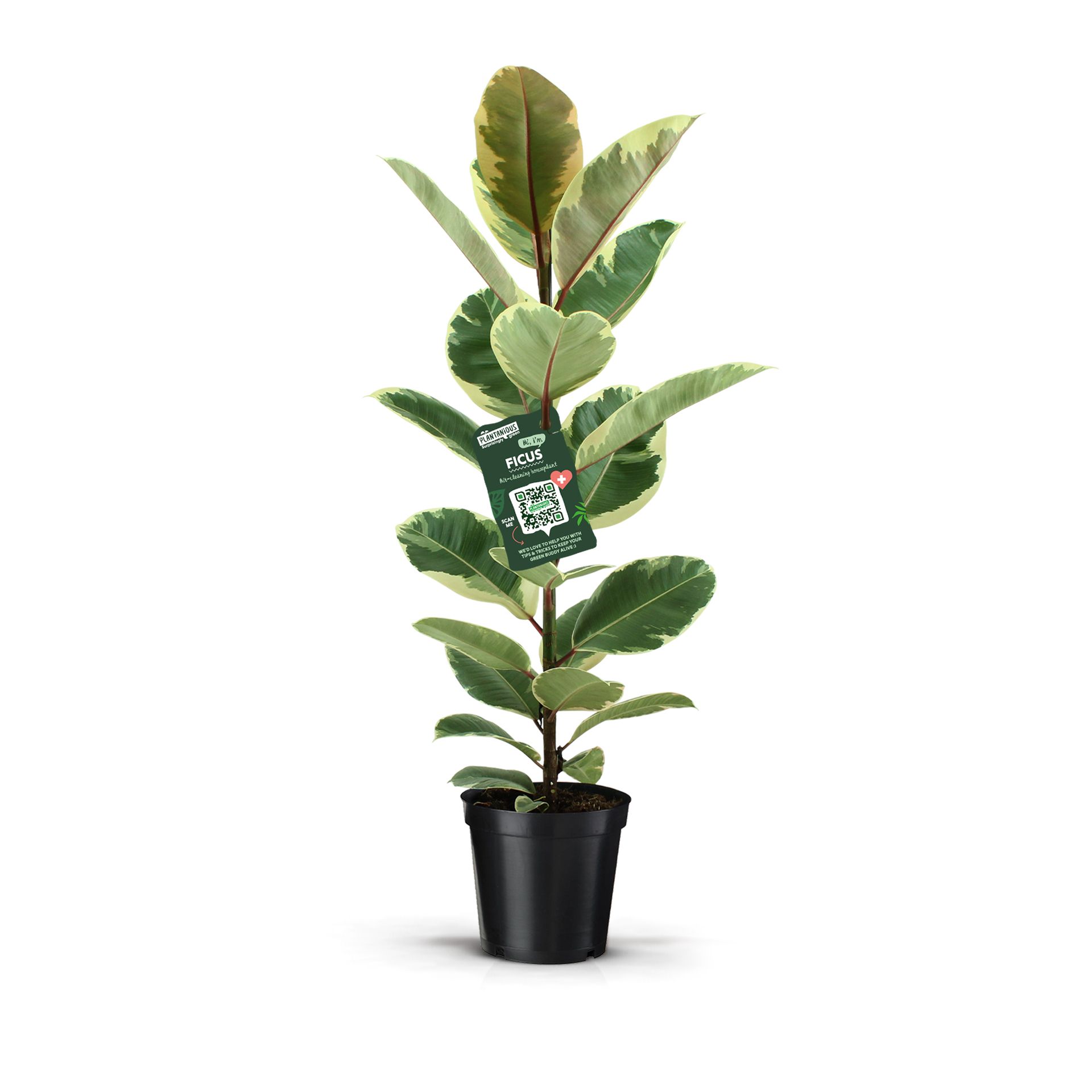 Ficus Elastica Tineke, D 21