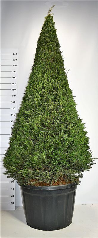Taxus baccata, D 80