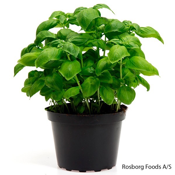 OCIMUM BASILICUM, D 15