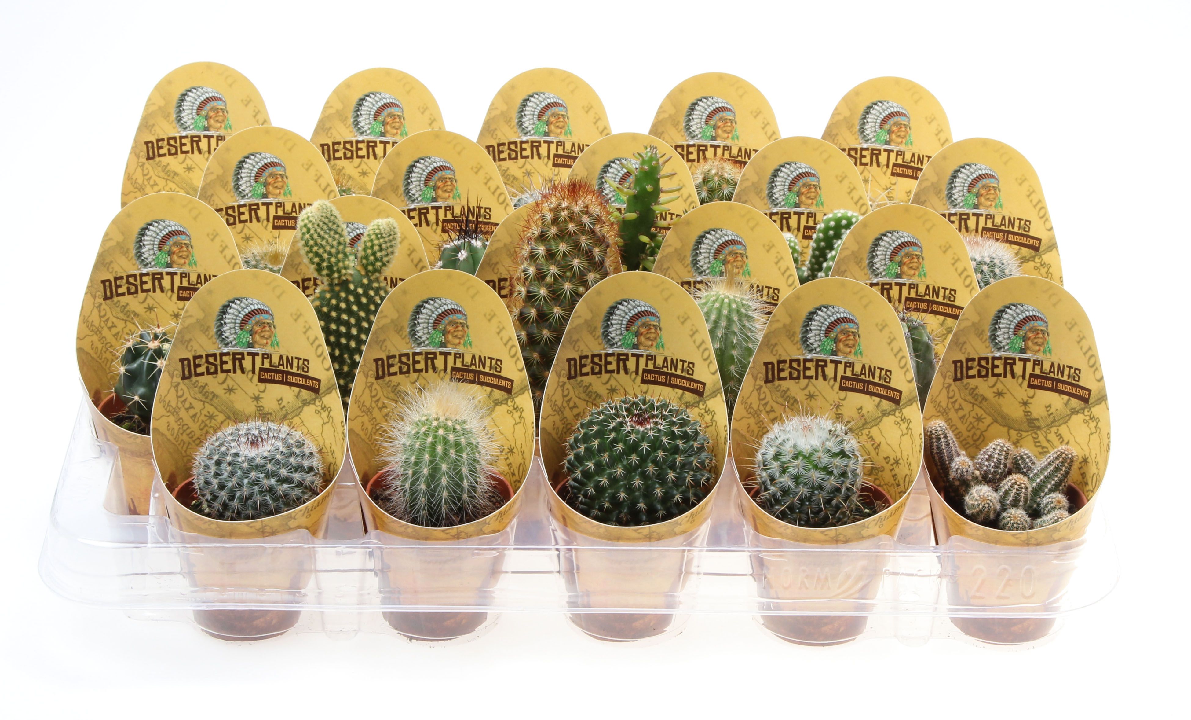 Potcover desert plants cactus mix, D 5,5