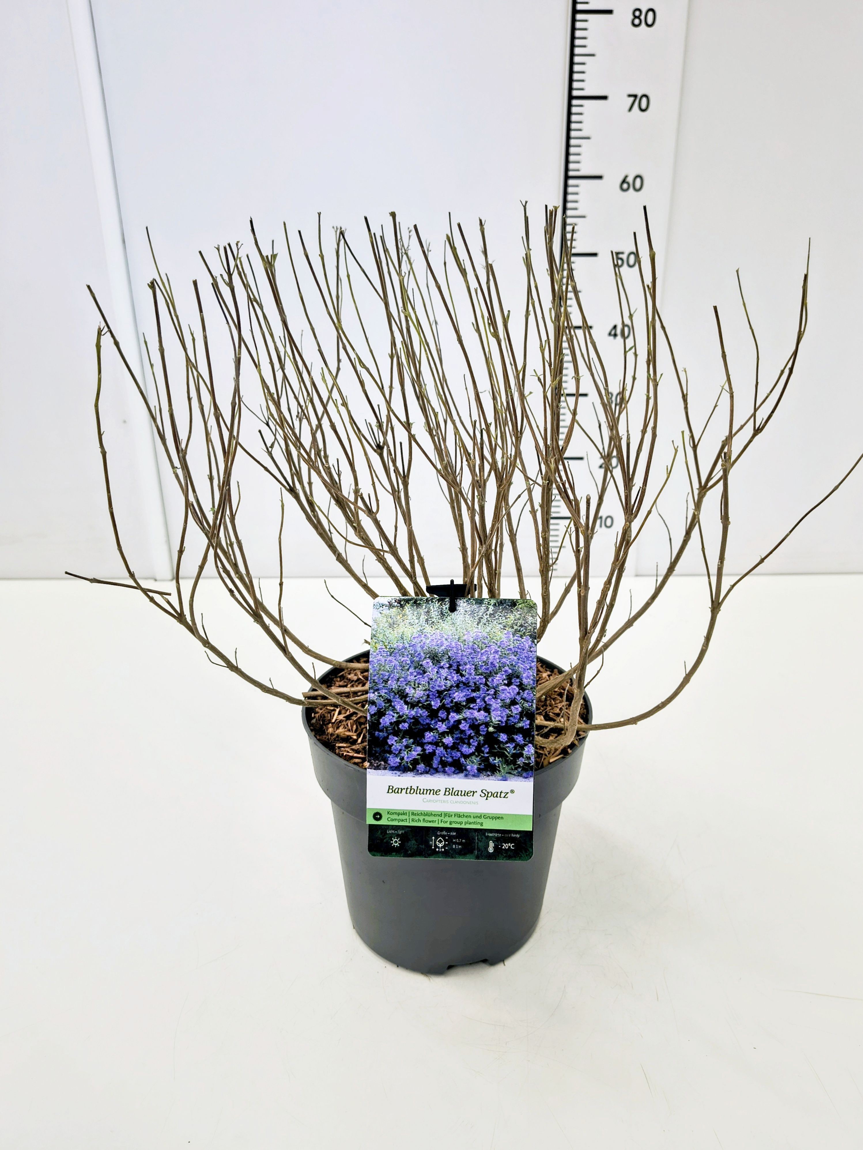 Caryopteris cland. 'Blauer Spatz' C5, D 23