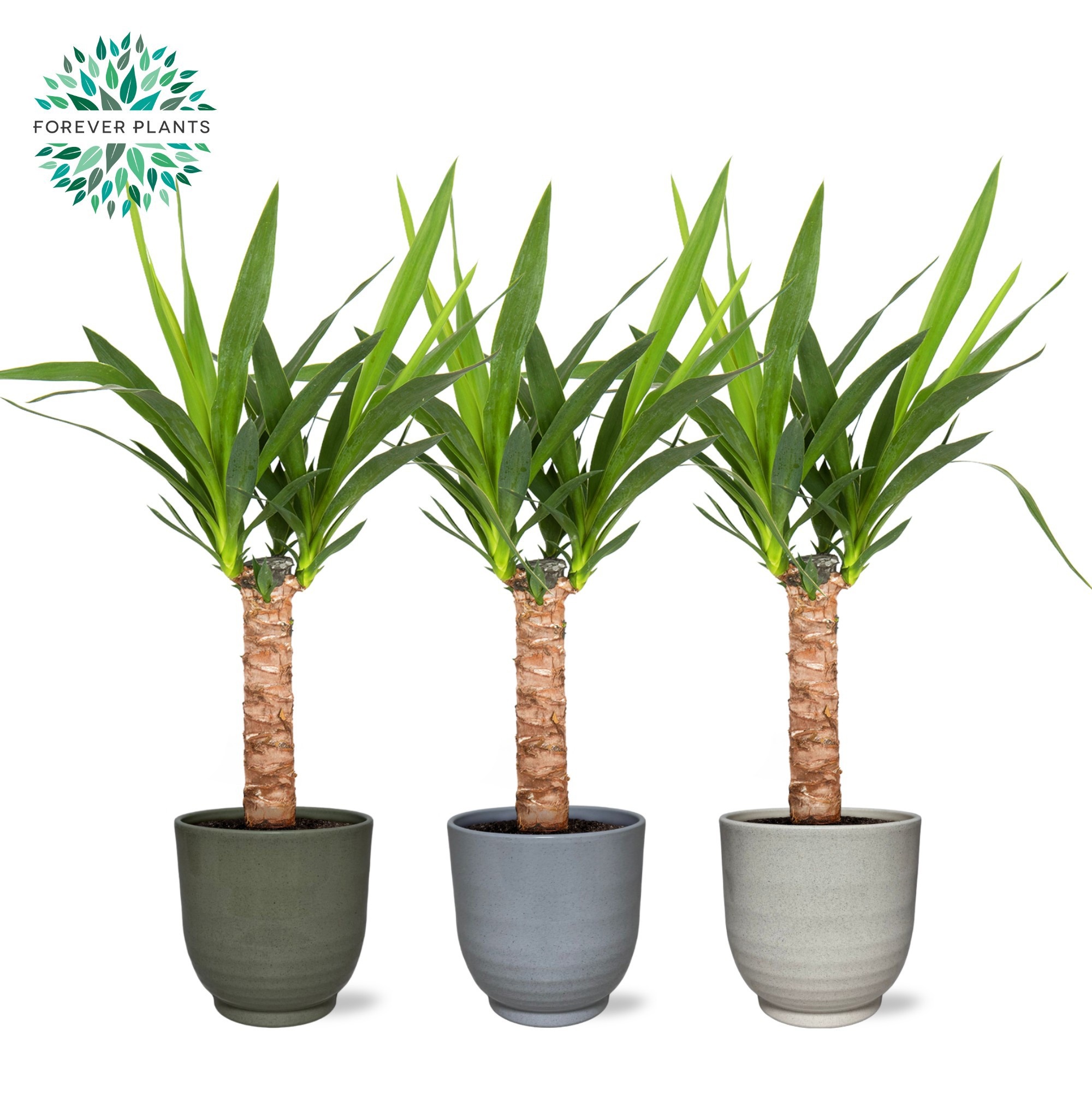 Yucca p14, 30 cm (2+ KOP) in FEM Keramiek, D 14