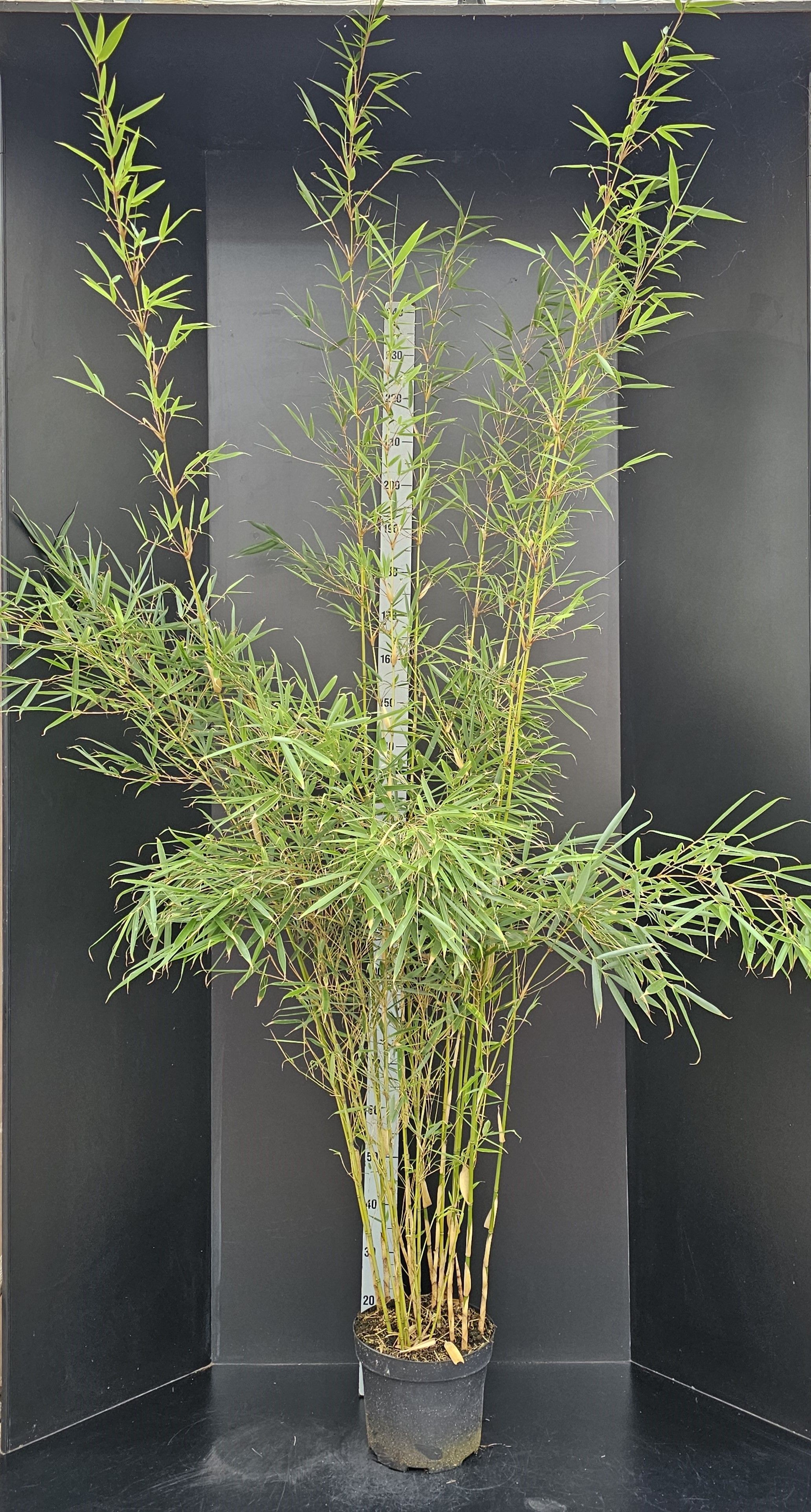 Fargesia robusta 'Campbell', D 29