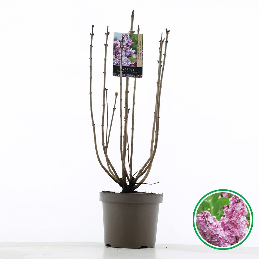 Syringa vulgaris 'Mme Antoine Buchner' C7.5 (26cm.), D 26