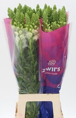 Антирринум Потомак Вайт (бел.), шт.