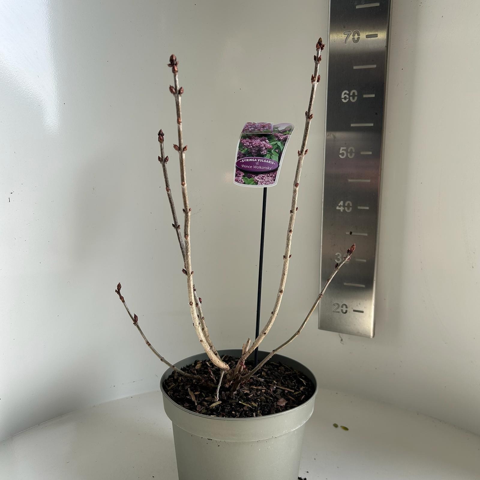 Syringa vulgaris Prince Wolkonsky, D 23