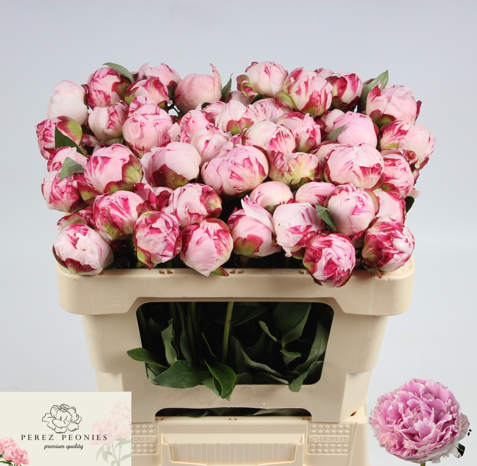 Пион Сара Бернар 50 (роз.), шт.