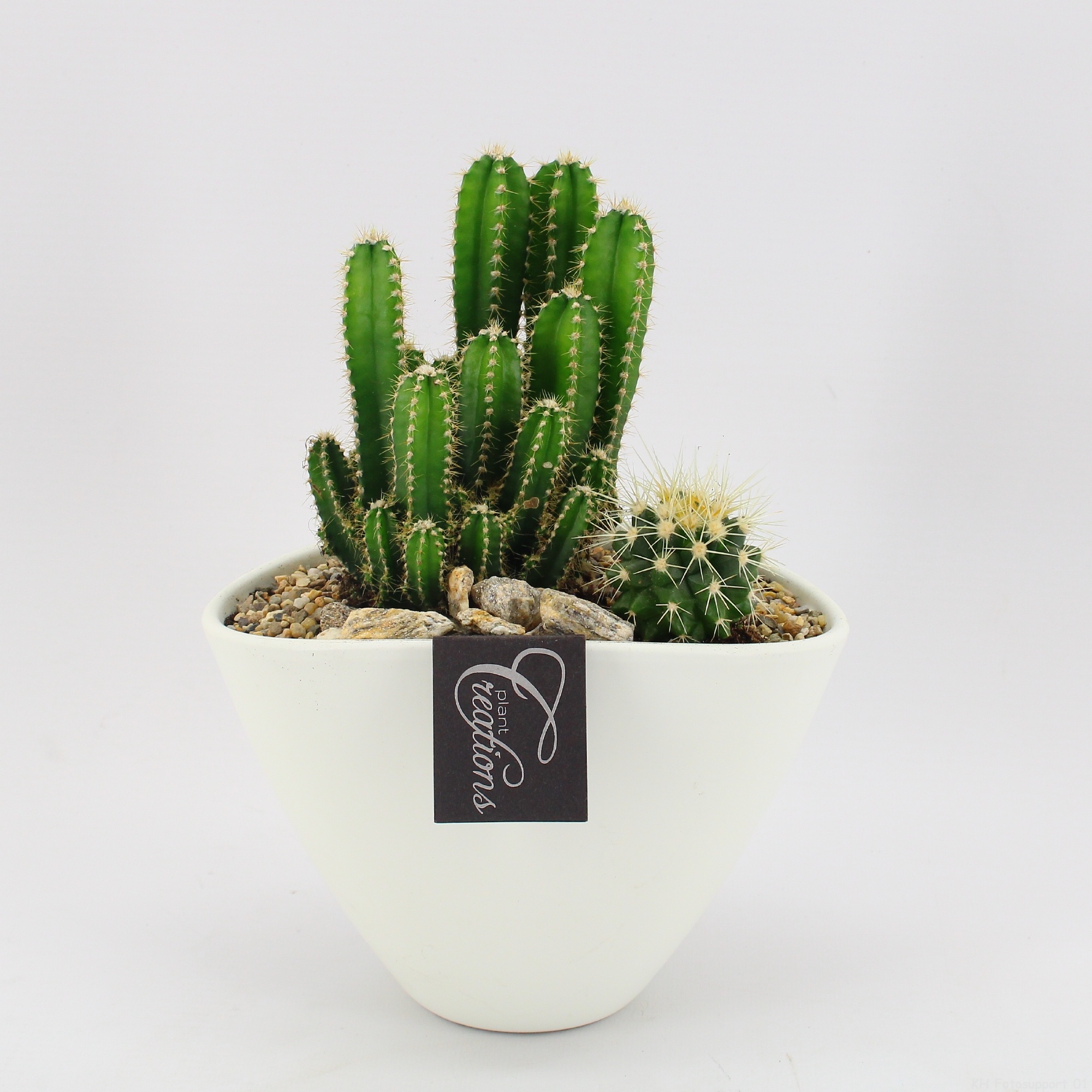CTCR-2626 Cactus Essentials, D 19