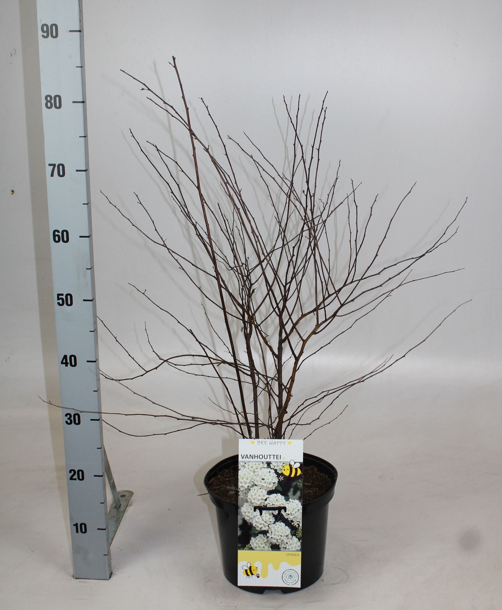 Spiraea vanhouttei, D 23