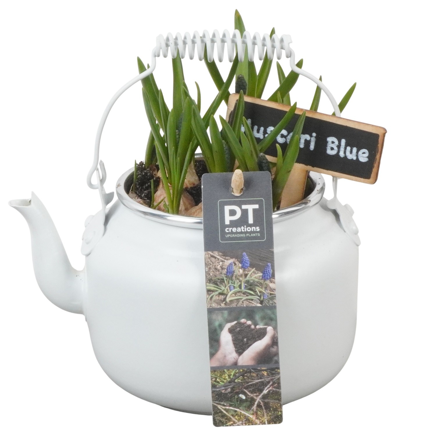 PTMB6145 Arrangement Muscari Blue in zink sierpot, D 10