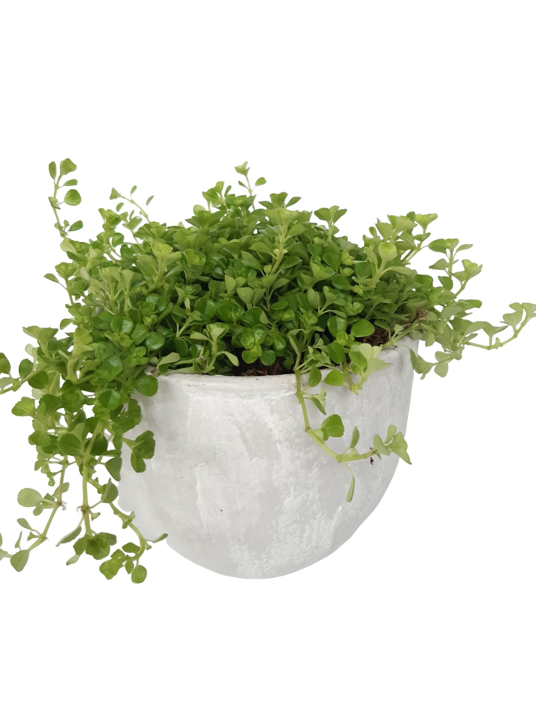 PP16PIL Planter Pot White 16cm Pilea Depressa, D 16