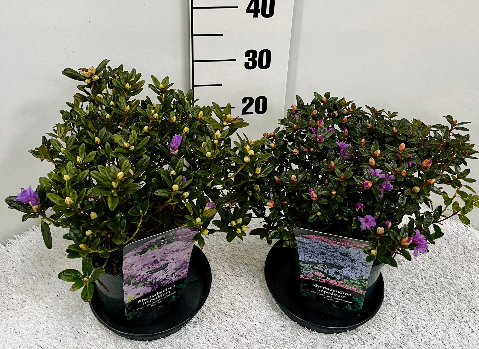 Rhodo impeditum in Sorten, D 17