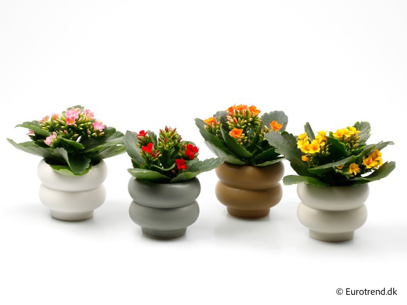 KALANCHOE IN CERAMIC E 4255, D 6