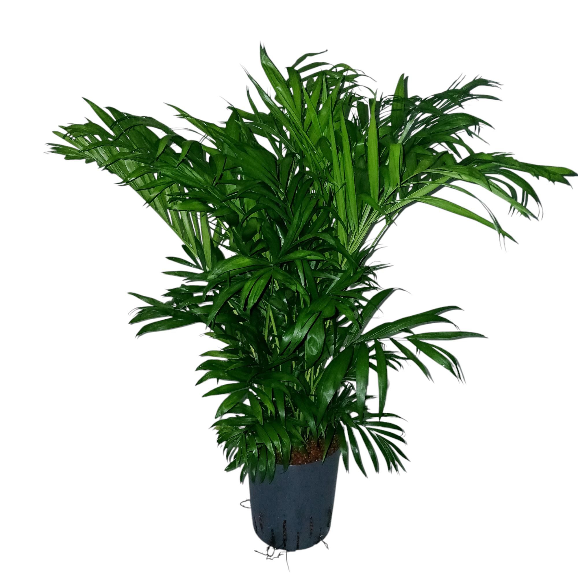 chamaedorea hydro, D 18