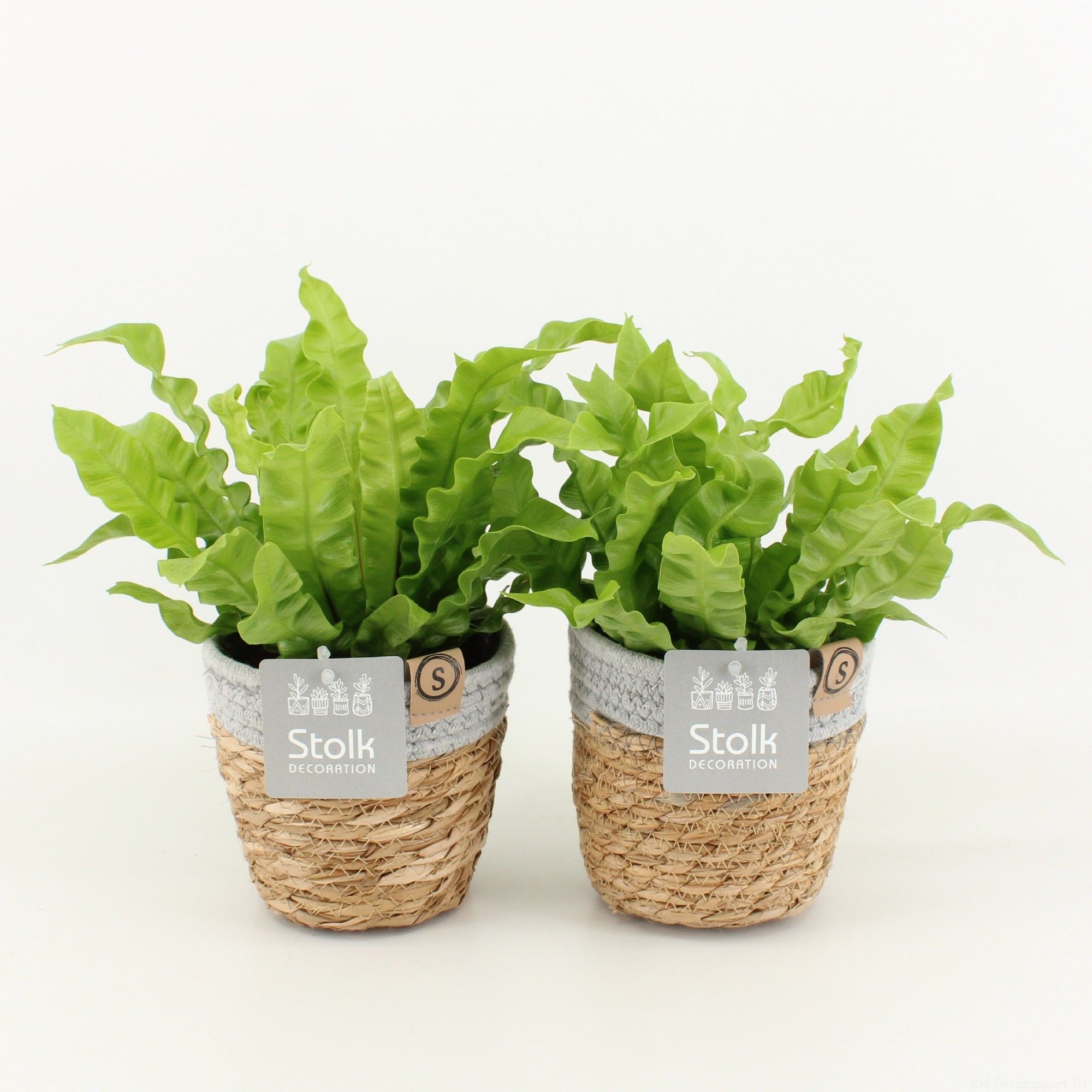 Asplenium Crispy Wave in Basket, D 13