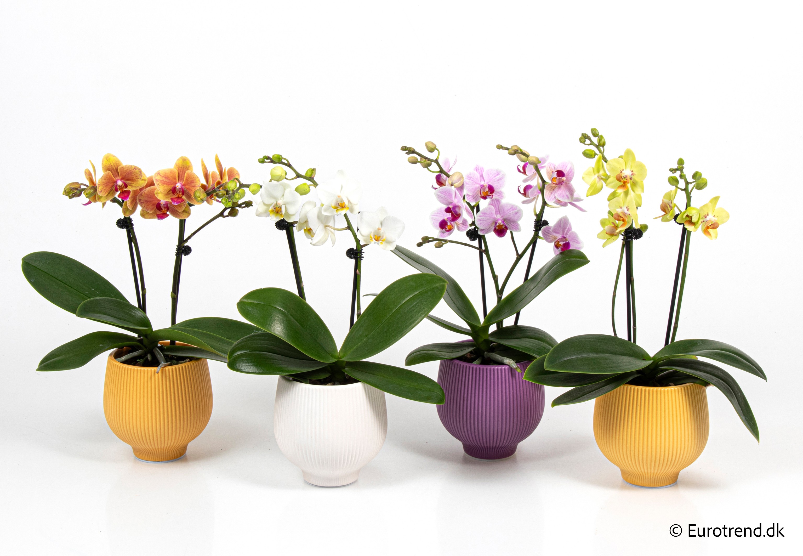 Phalaenopsis in Easter ceramic 2026, D 9