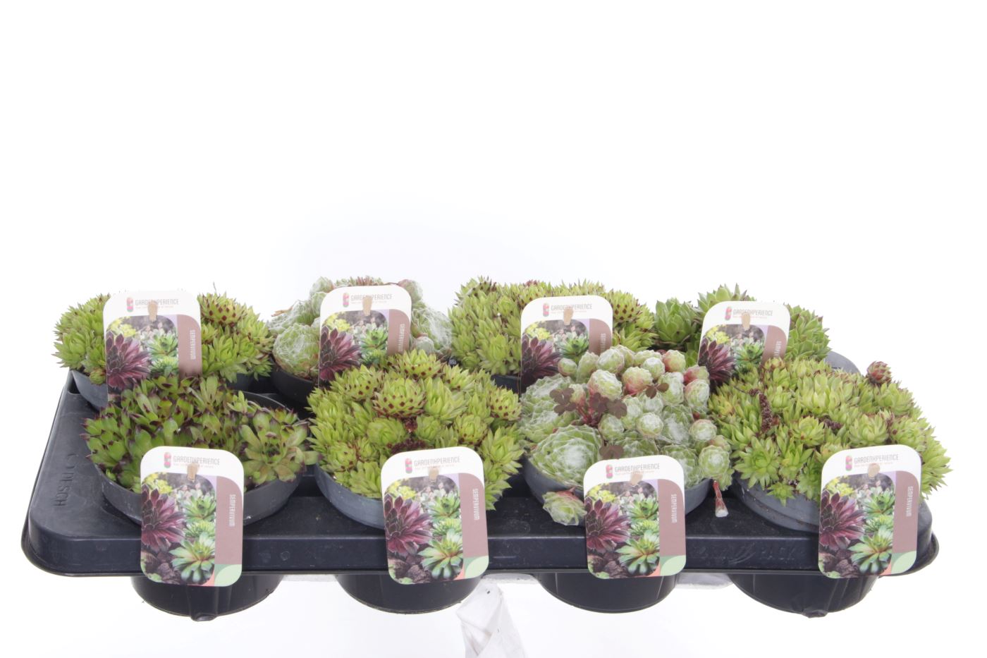 Sempervivum gemengd, D 13