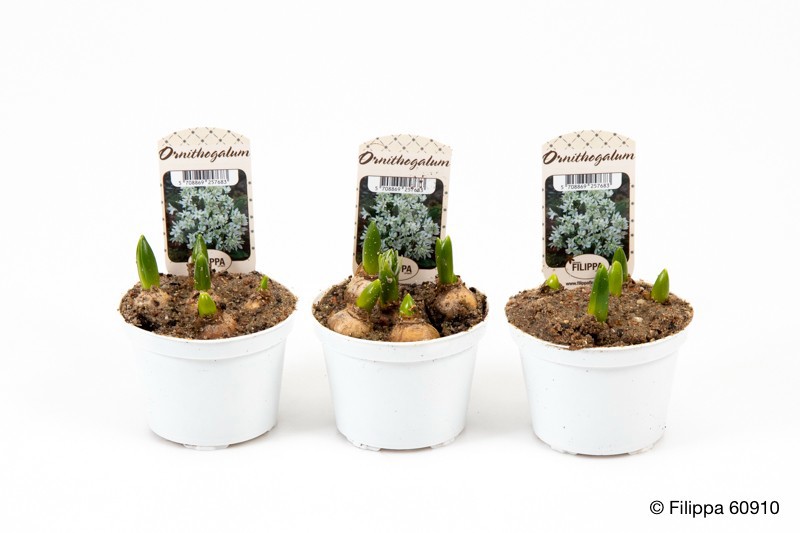 ORNITHOGALUM OLIGOPHYLLUM, D 9