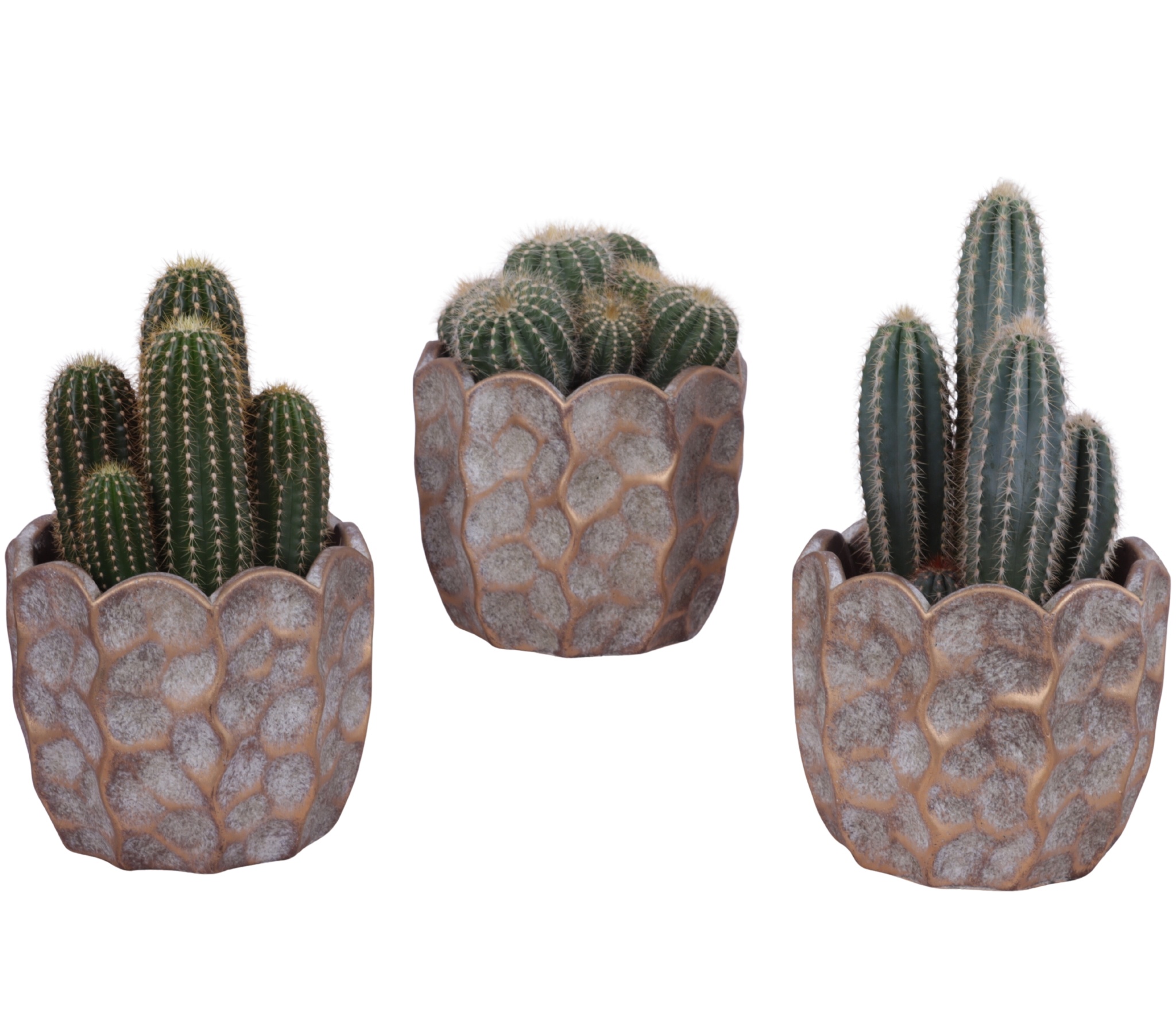 Cactus mix Ø12cm in Ø15cm Ceramic PL670, D 15