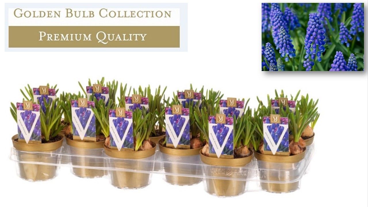 Muscari armeniacum, D 10