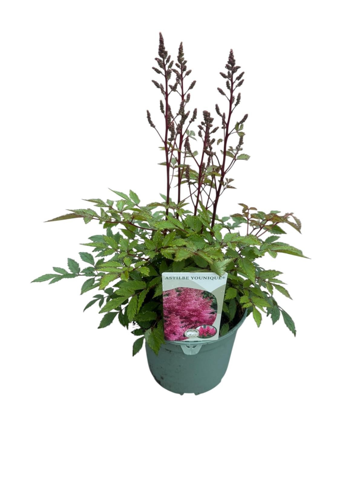Astilbe 'Younique Pink', D 17