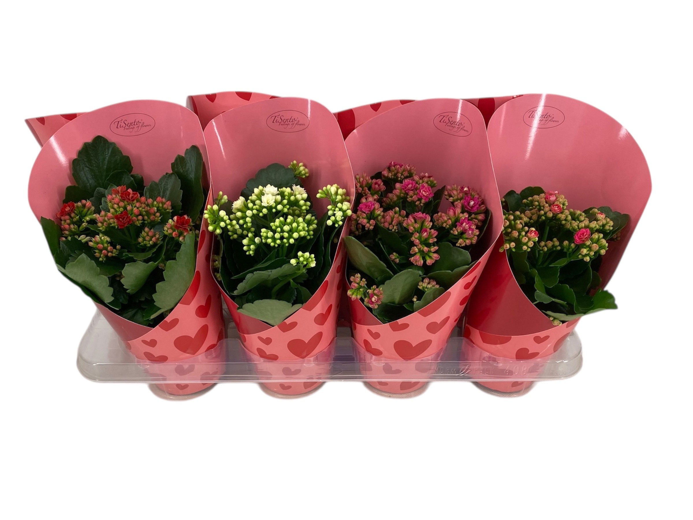 Calandiva 12 cm Hartjes cover, D 12