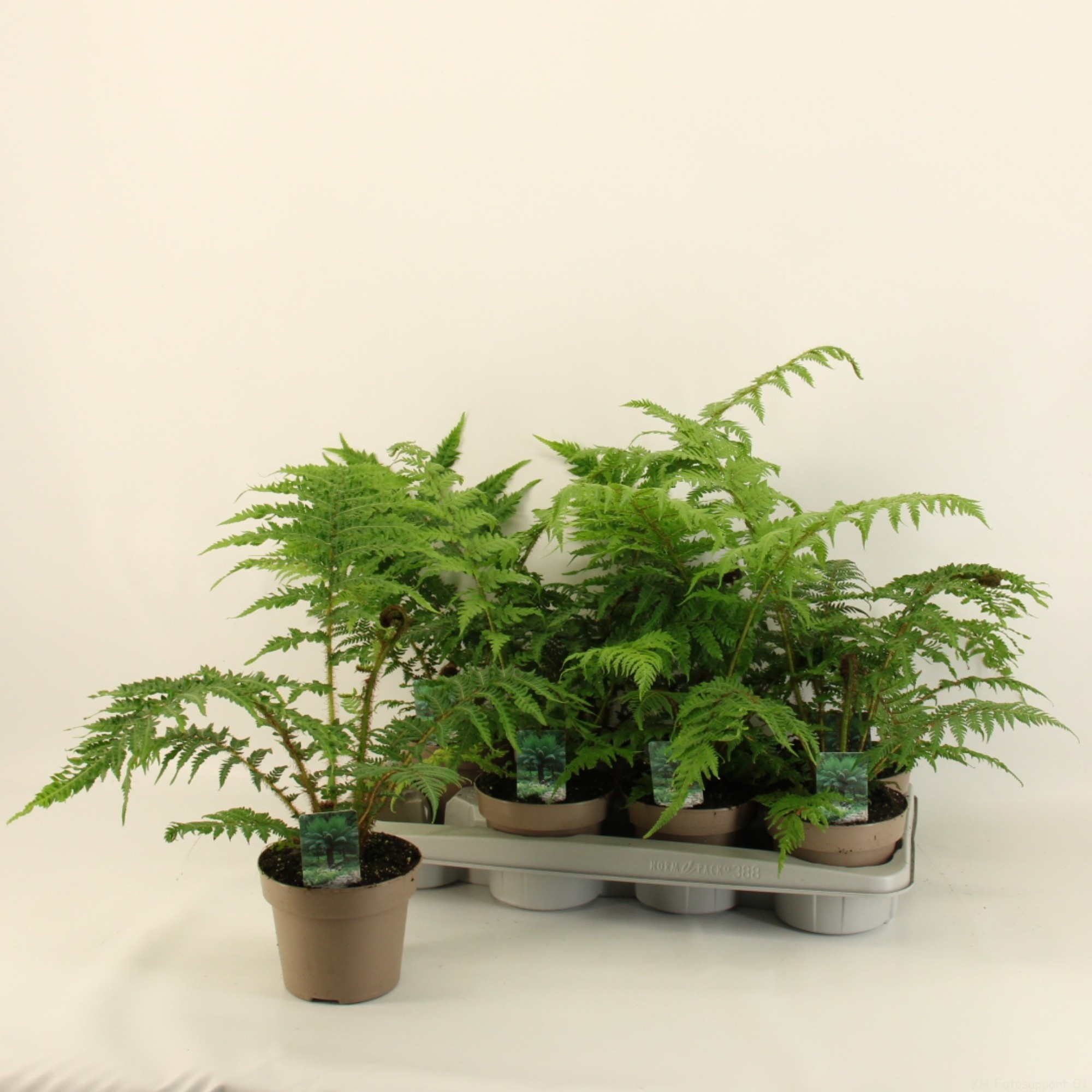 Cyathea Australis / Boomvaren 14cm, D 14