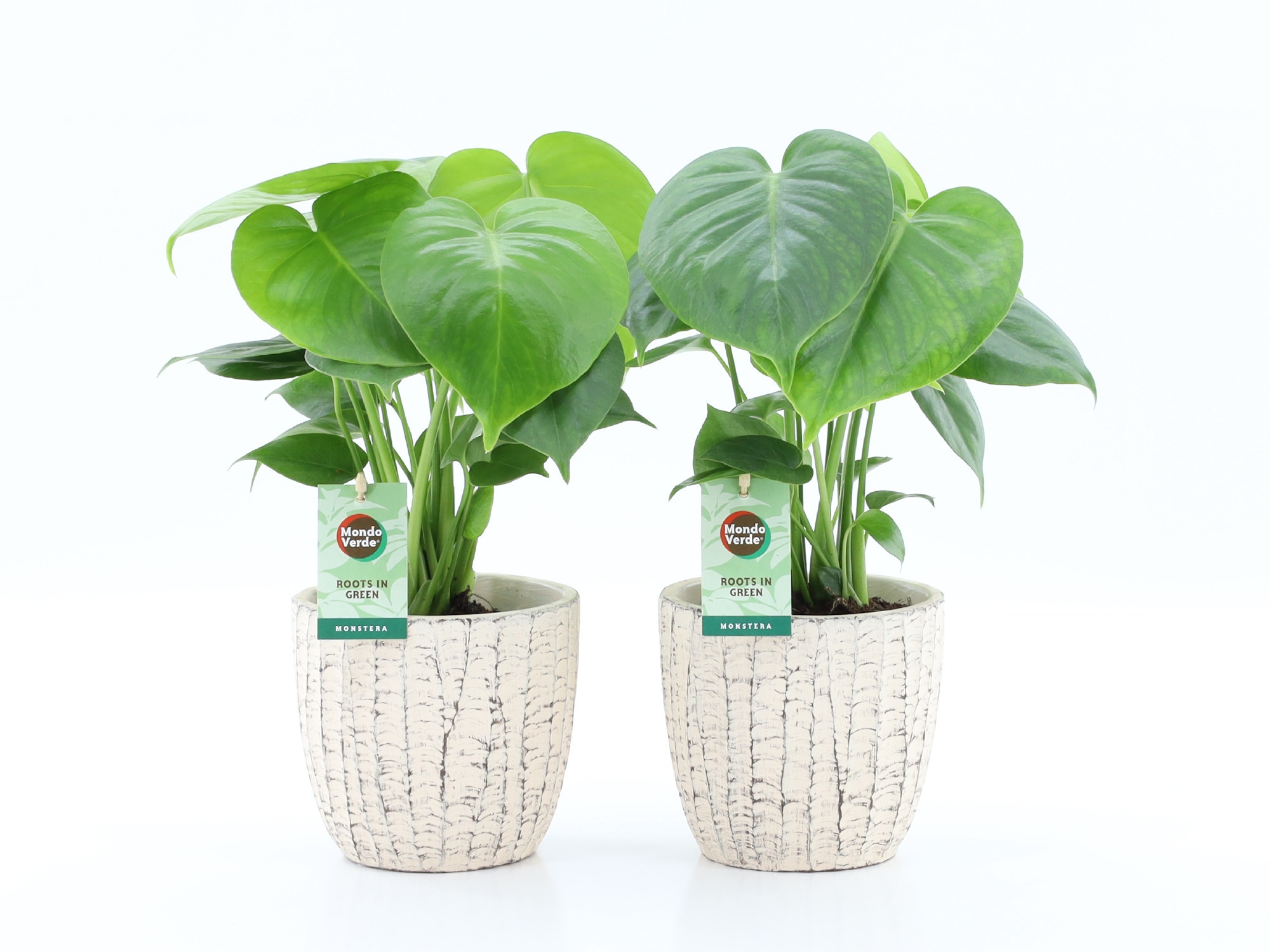 Monstera deliciosa in Sculpture keramiek, D 13