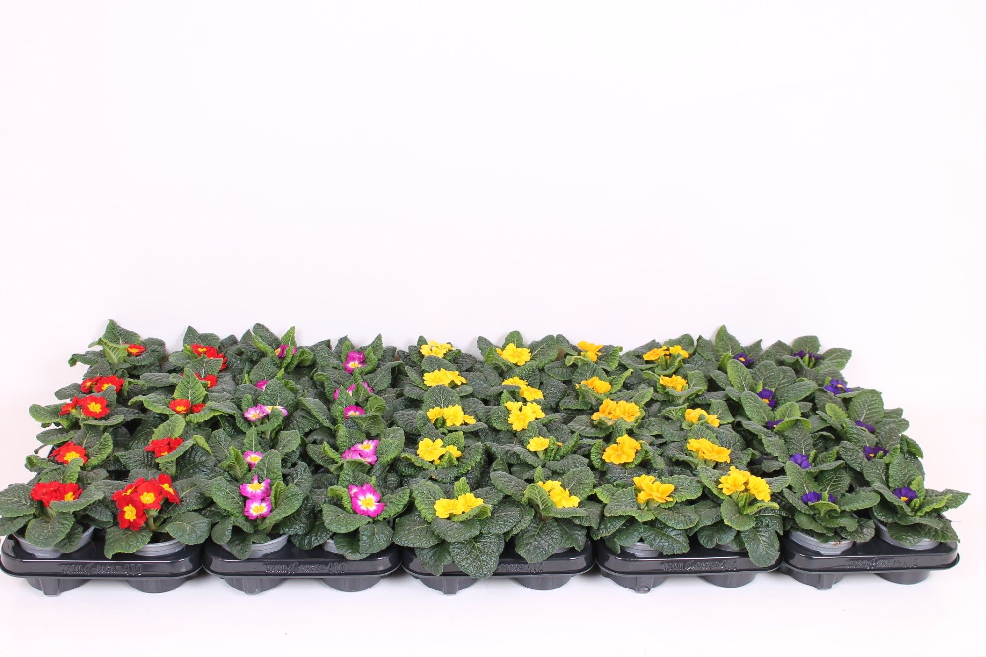 Primula Acaulis 10.5 CM - Mix Layer, D 10