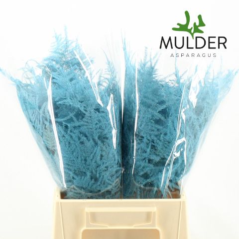 Аспарагус Овериг Крашеный (краш. ) 45, шт.