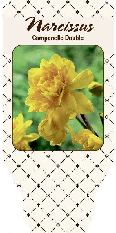 NARCISSUS INCOMPARABILIS 'Campernelle Double', D 11