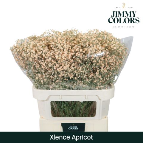 Гипсофила Овериг Крашеная (краш. ) 80, шт.