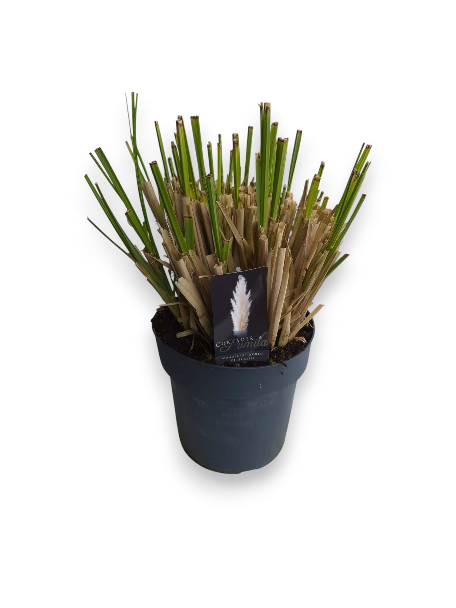Cortaderia selloana 'Pumila' C10/P27, D 27