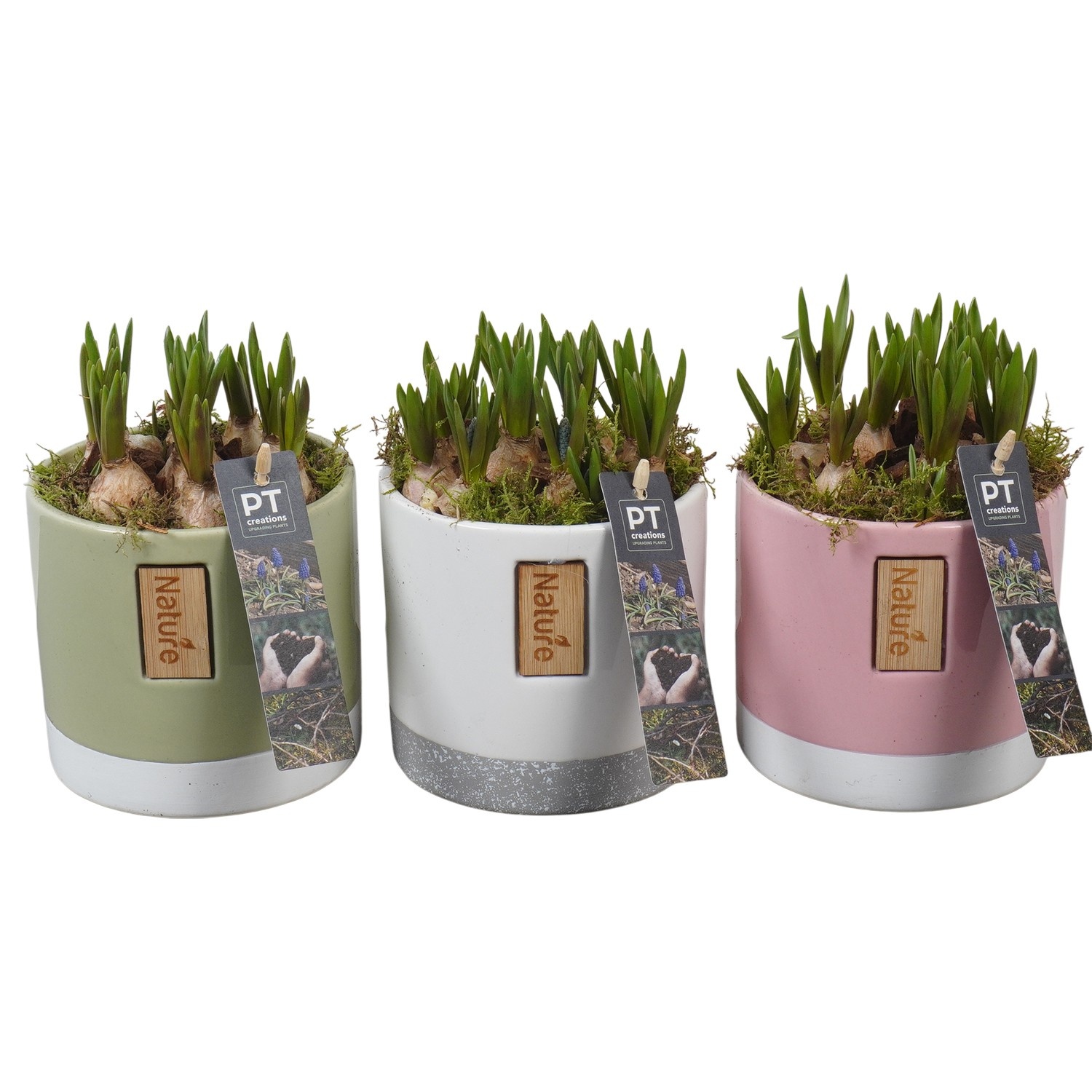 PTMB6309 Arrangement Muscari Blue in keramiek mix, D 12