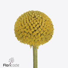 Краспедия Пейнтбол Джумбо 70 (желт.), шт.