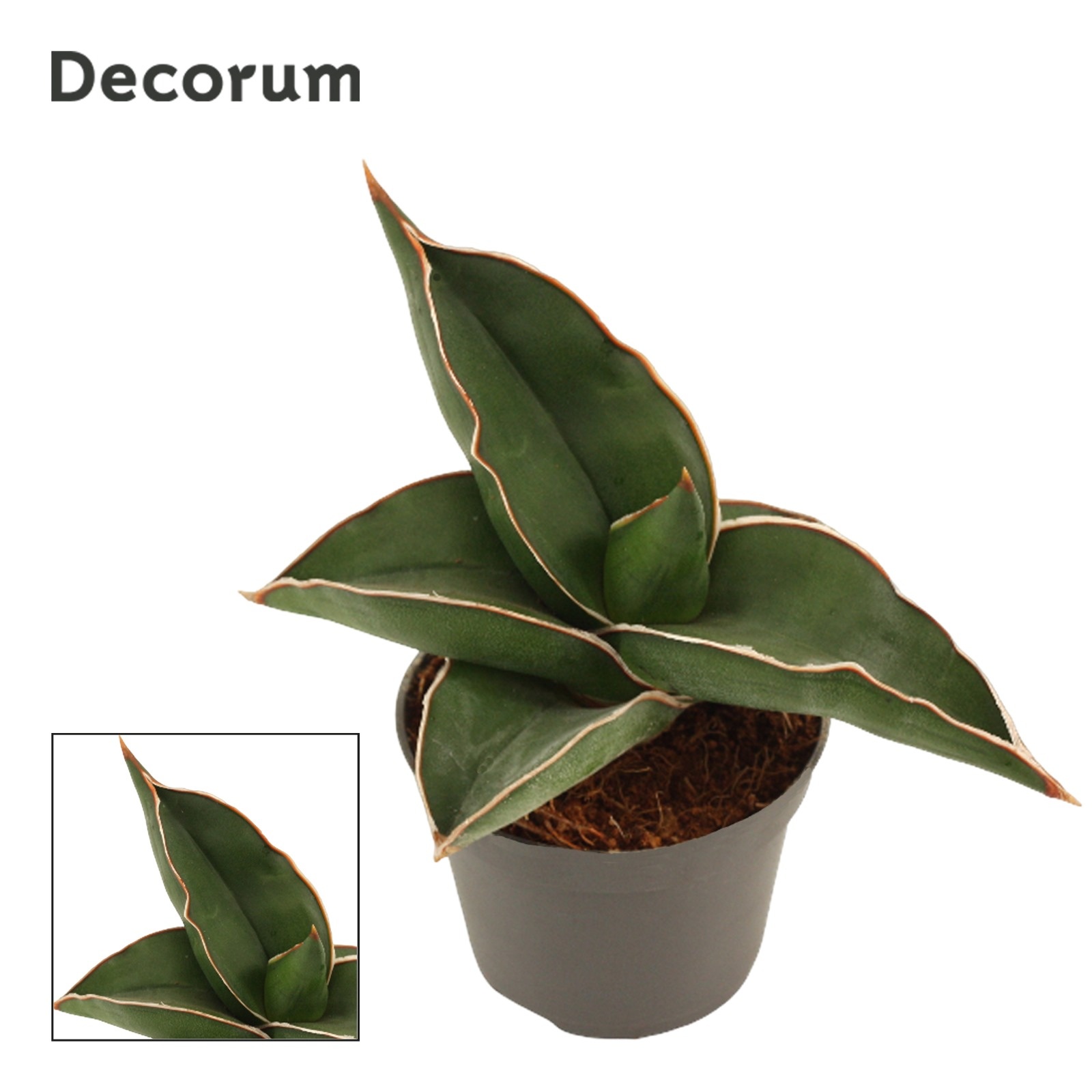 Sansevieria Samurai 6 cm (Decorum), D 6