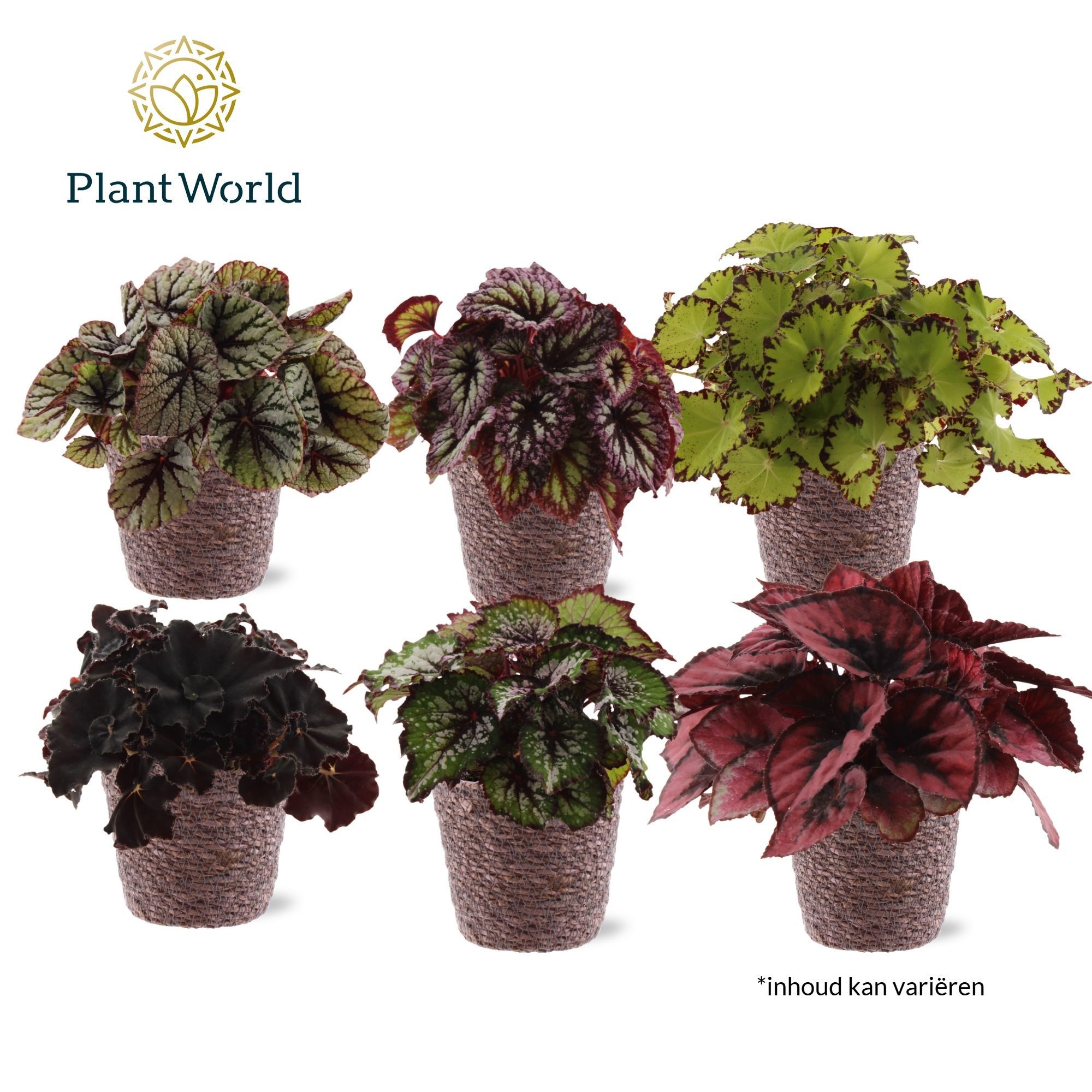 Begonia rex Magic Colours Trendy Mand, D 12