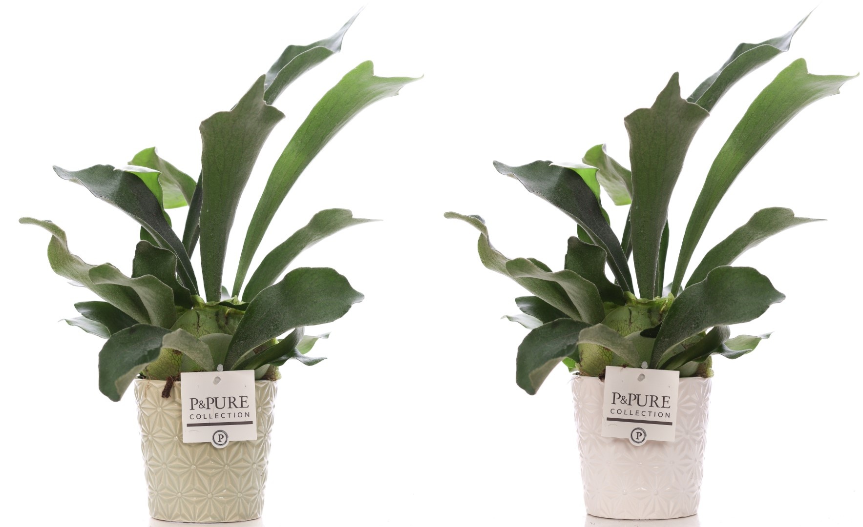 Platycerium Bif. in P&PURE Juliette ceramics ass.2, D 12