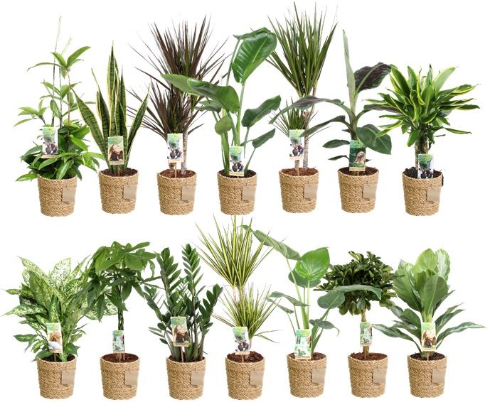 Green is...mixkar p17 zeegrasmand - foto is indicatief, D 17