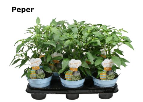 Peper 12cm -6, D 12 cm