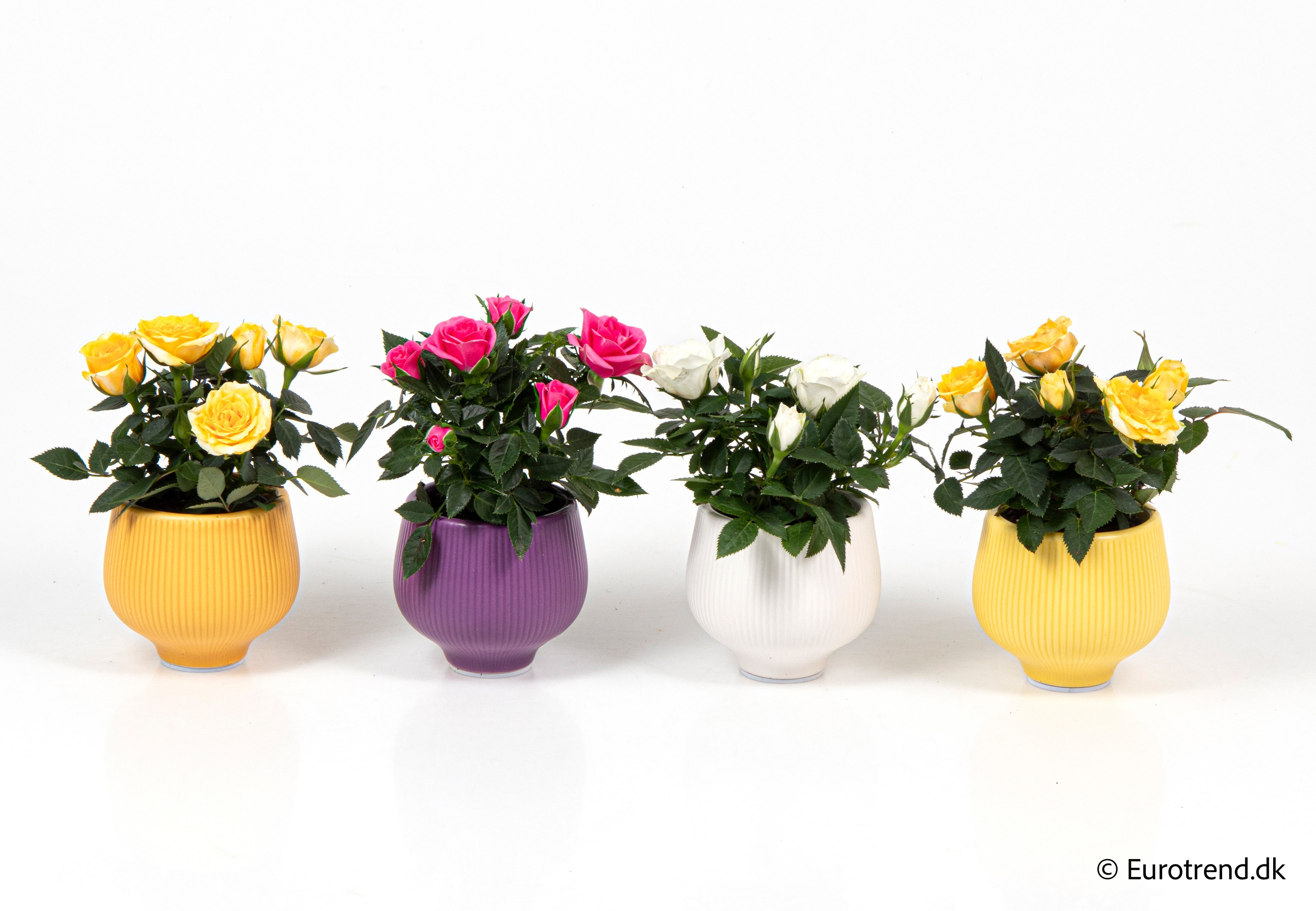 Roses in Easter ceramic 2026, D 6