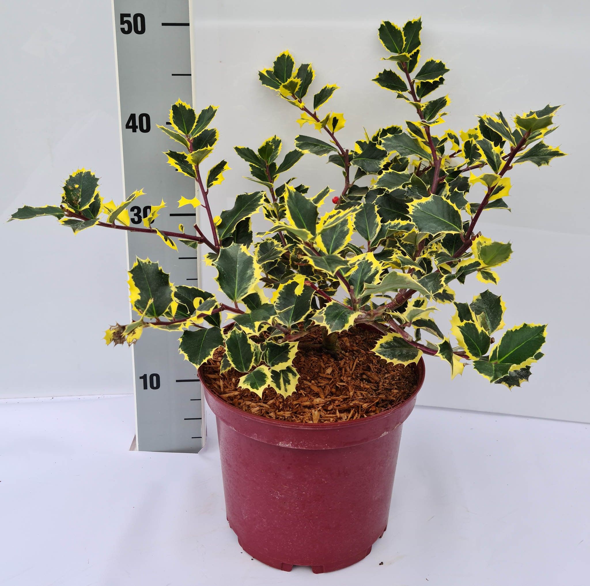 Ilex aquifolium Rubricaulis Aurea C5 30-40, D 23