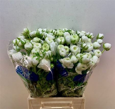 Ранункулус Элеганс Вайт 45, шт.