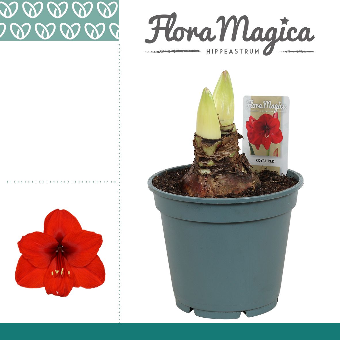 Amaryllis Royal Red 2/3 Knop Bolmaat 36-40, D 17