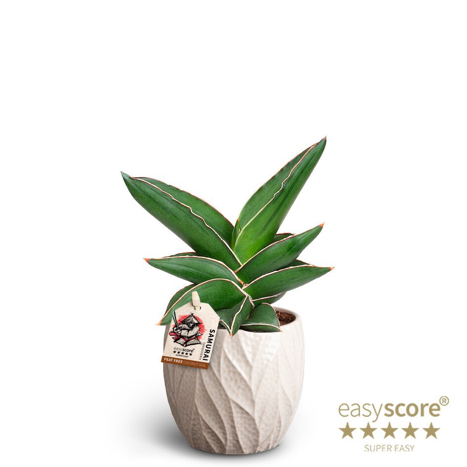 SANSEVIERIA EHRENBERGII 40935037 Leaf Sand Samurai, D 10